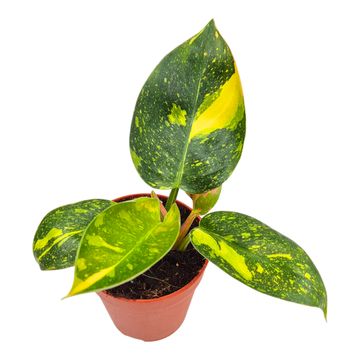 Filodendro 'Green Congo Variegata'
