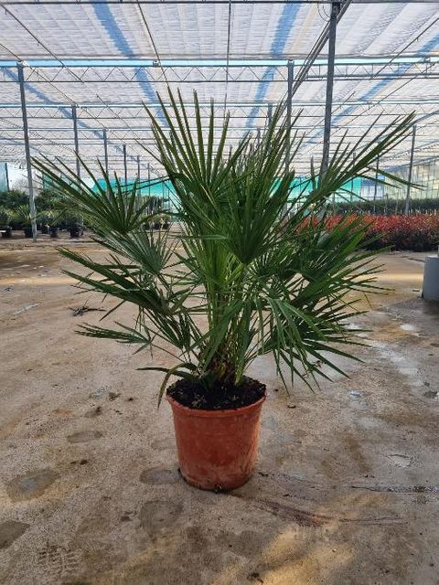 Chamaerops humilis