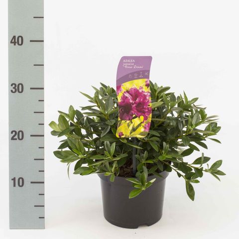 Rhododendron 'Königstein'