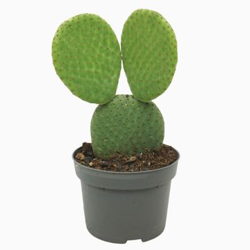 Opuntia microdasys inermis