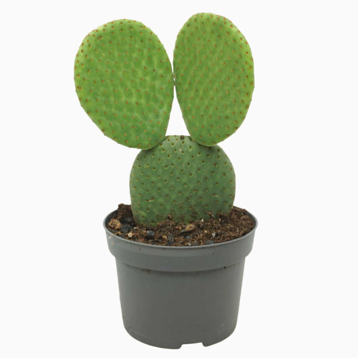 Opuntia microdasys inermis — Plant Wholesale FlorAccess