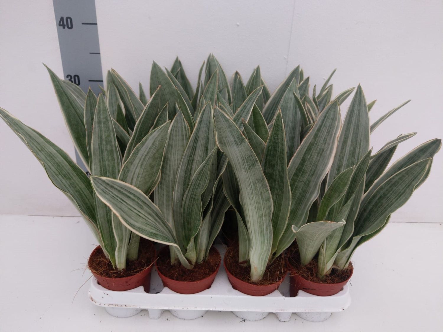 sansevieria im freien Hydro Kingsize Sansevieria Zeylanica, 70-80cm – Green Me Up main image 0