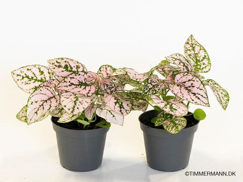 Hypoestes phyllostachya 'Confetti Compact Pink'