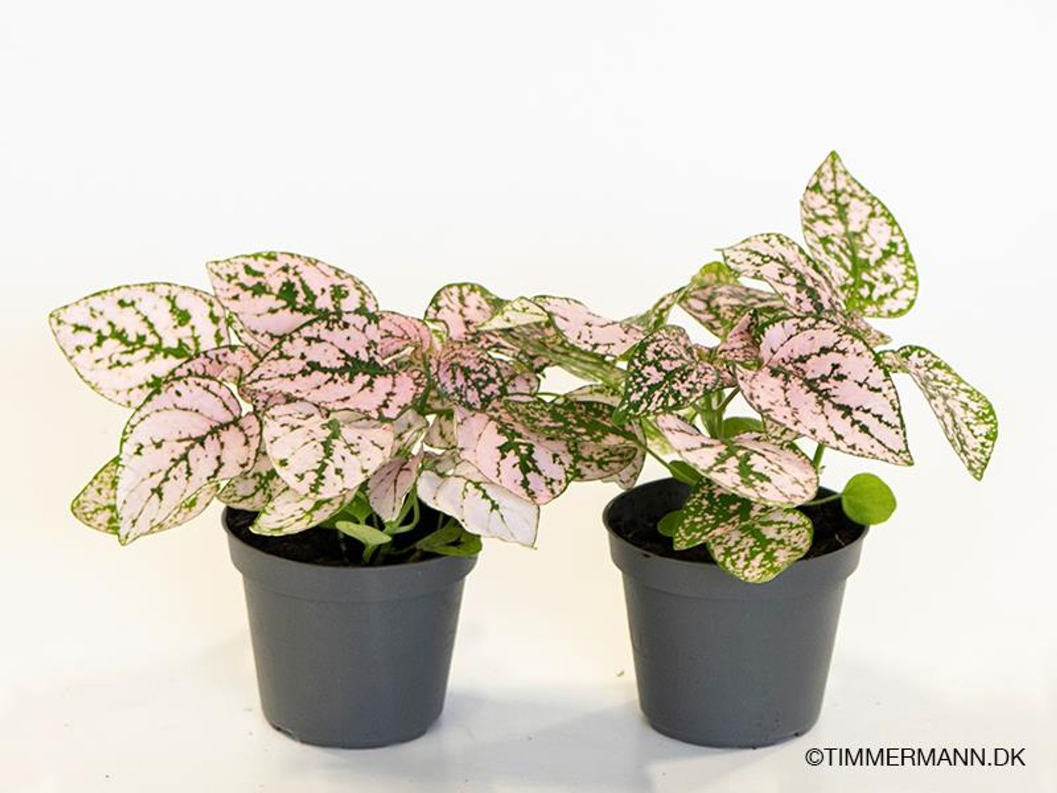 Hypoestes phyllostachya 'Confetti Compact Pink' — Plant Wholesale ...