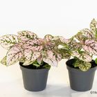 Hypoestes phyllostachya 'Confetti Compact Pink'