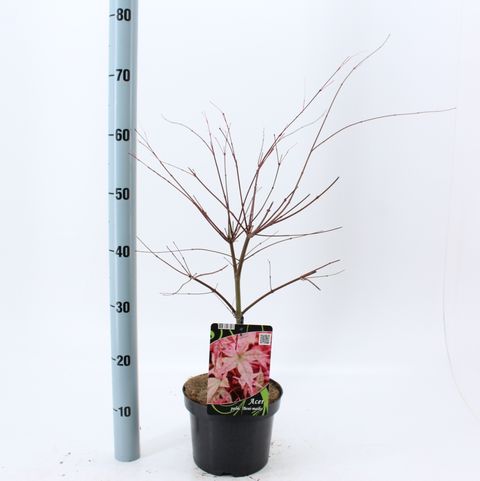 Acer palmatum 'Beni-maiko'