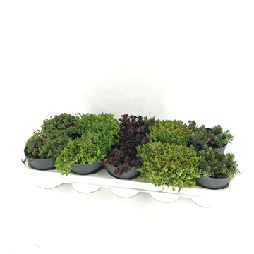 Sedum MIX