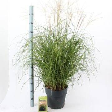 Miscanthus sinensis 'Adagio'