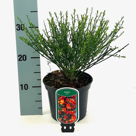 Cytisus 'Lena'
