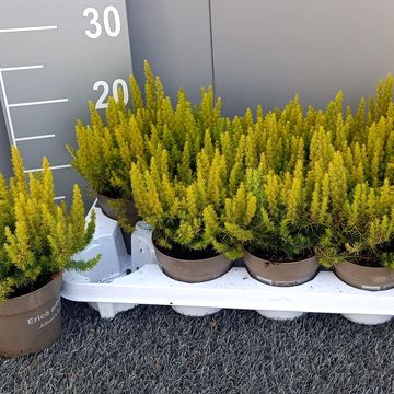 Erica arborea 'Albert's Gold'