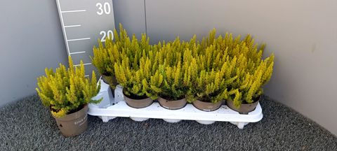 Erica arborea 'Albert's Gold'