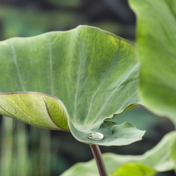 Colocasia esculenta