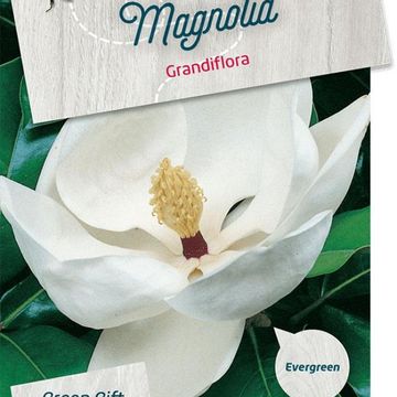 Magnolia grandiflora 'Little Gem'