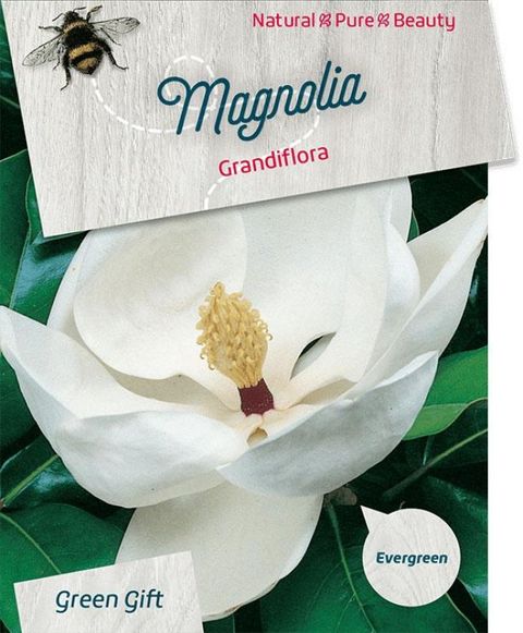 Magnolia grandiflora 'Little Gem'