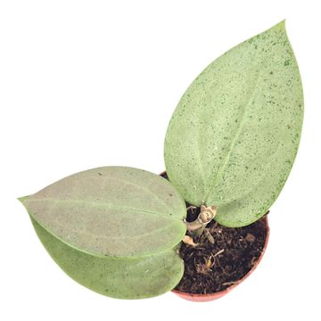 Hoya parasitica 'Heart Leaf Silver'