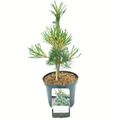 Pinus parviflora 'Blauer Engel'