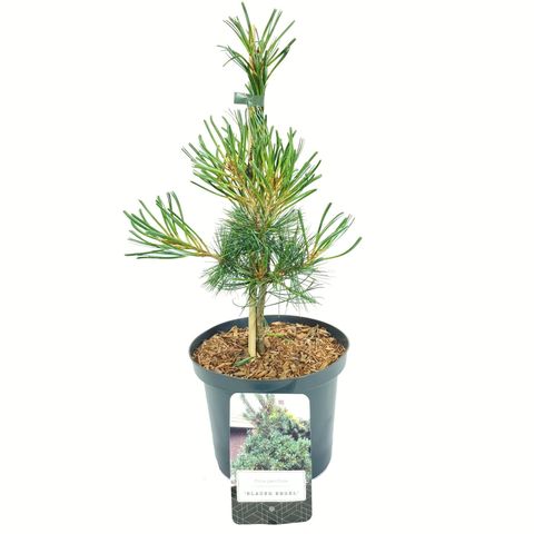 Pinus parviflora 'Blauer Engel'
