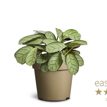 Ctenanthe burle-marxii 'Amagris'