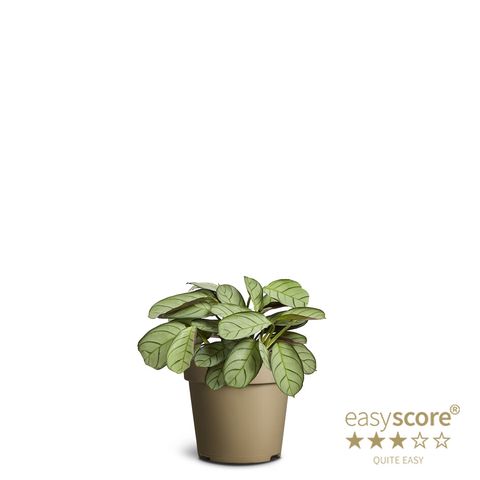 Ctenanthe burle-marxii 'Amagris'