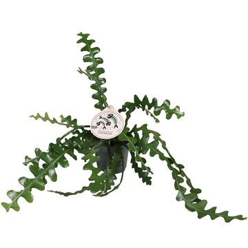 Epiphyllum anguliger