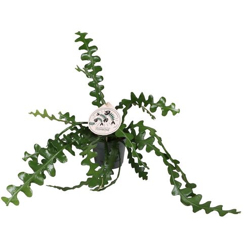 Epiphyllum anguliger
