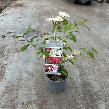 Viburnum plicatum KILIMANDJARO SUNRISE