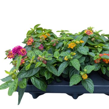 Lantana camara MIX