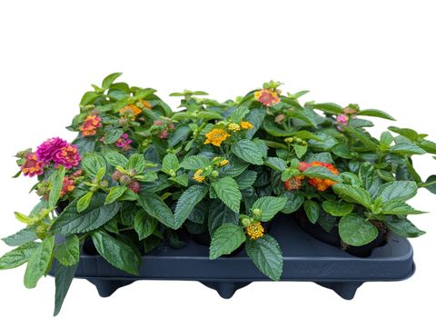 Lantana camara MIX