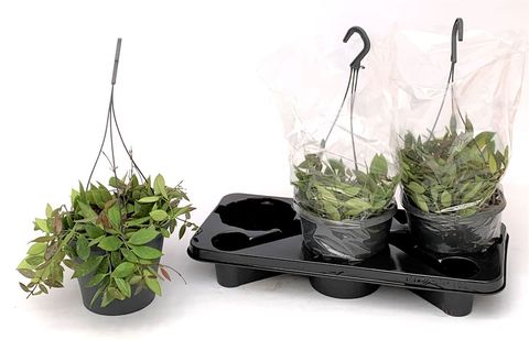 Hoya memoria 'Gracilis'