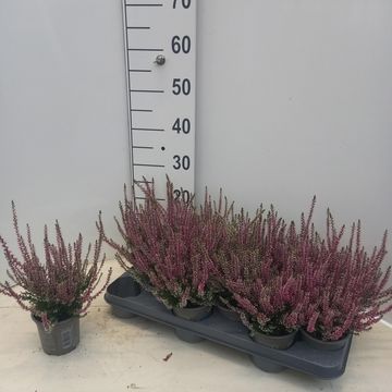 Calluna vulgaris BEAUTY LADIES STEFFI