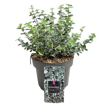 Euonymus fortunei 'Emerald Gaiety'