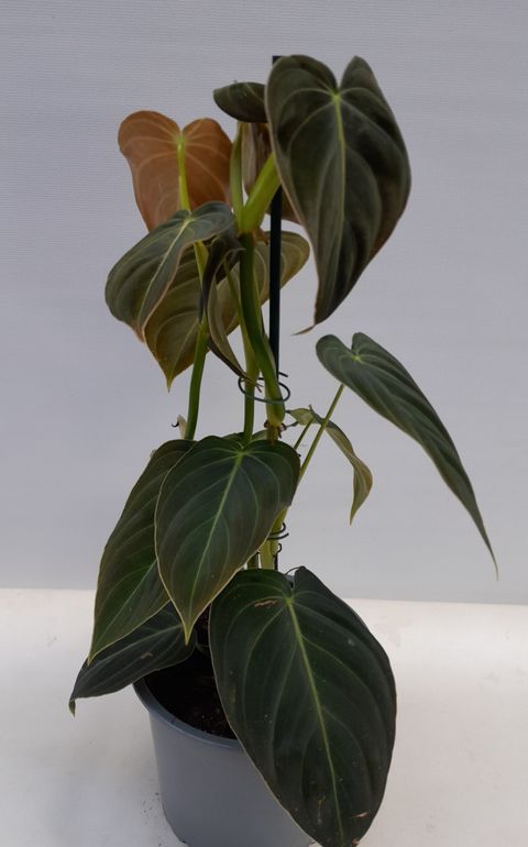 Filodendron melanochrysum