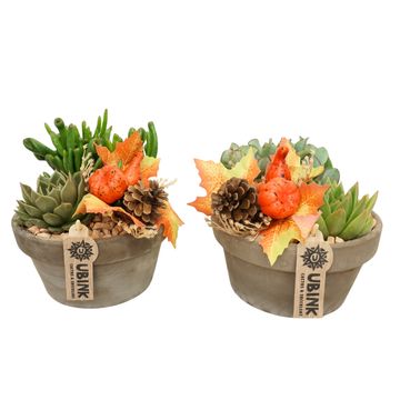 Arrangement Succulents