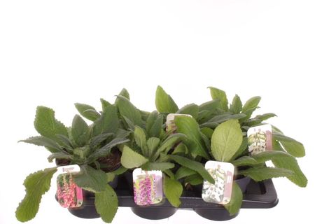 Digitalis purpurea MIX