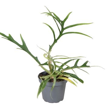 Philodendron tortum