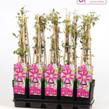 Clematis 'Dr Ruppel' (EL)