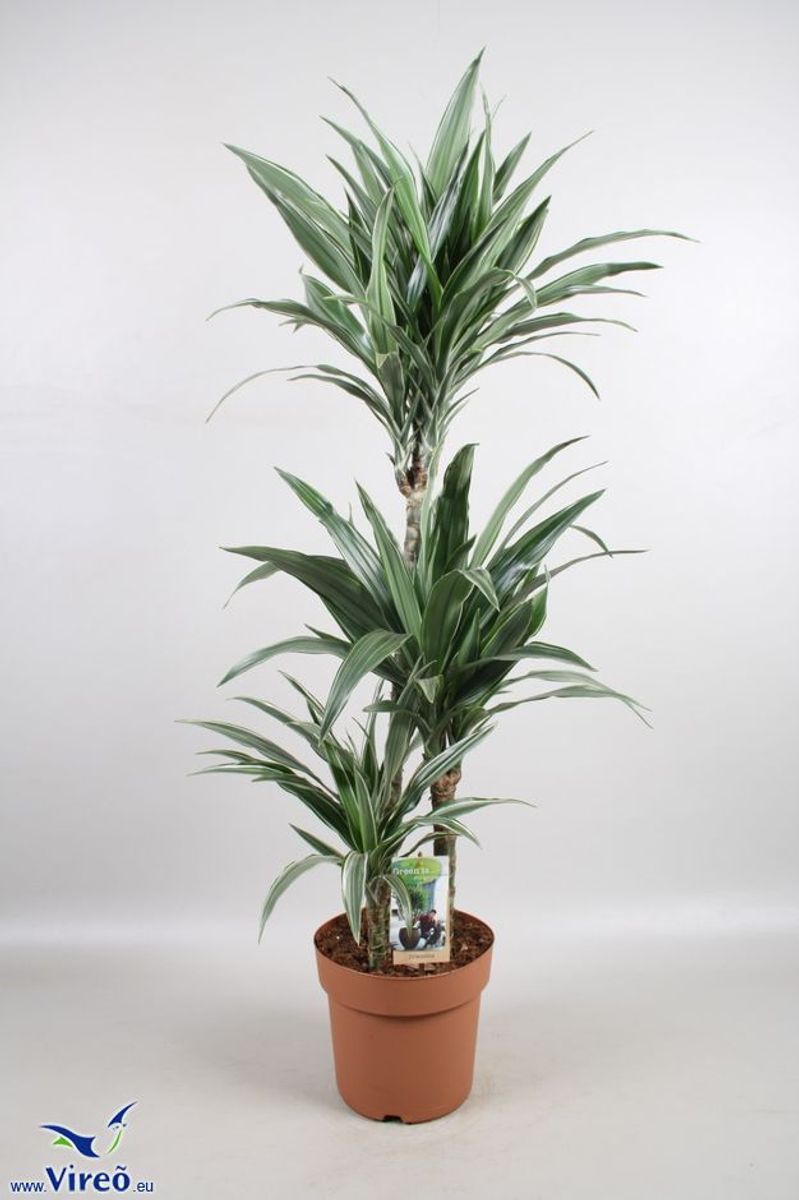 8 foot fiddle leaf fig tree real Fiddle Leaf Fig Tree 7.5'  New Growth Designs