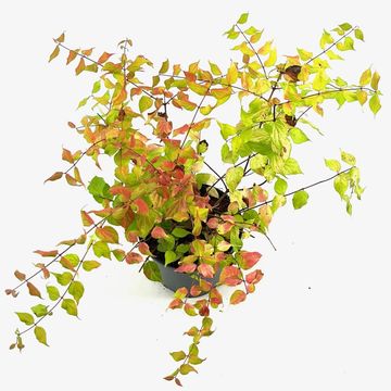 Kolkwitzia amabilis 'Maradco'