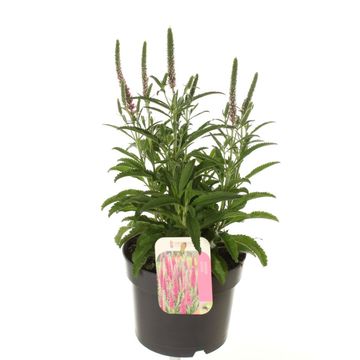 Veronica spicata ANNIVERSARY ROSE