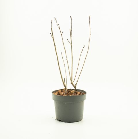 Aronia arbutifolia 'Бриллиант'