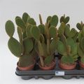Opuntia microdasys