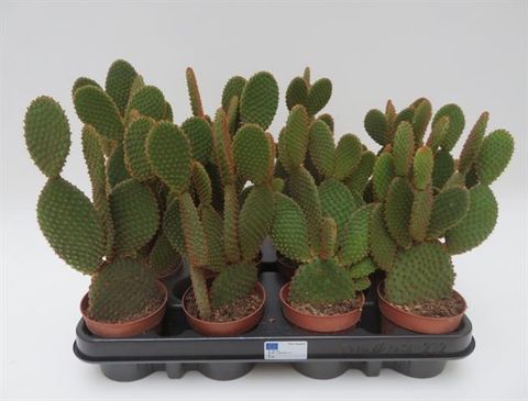 Opuntia microdasys