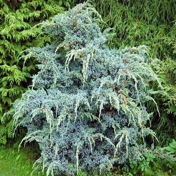 Juniperus squamata 'Meyeri'