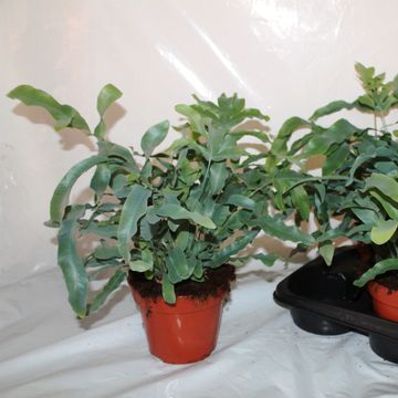 Phlebodium aureum 'Блю Стар'