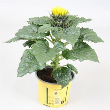 Helianthus annuus 'Sunsation'