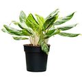 Aglaonema 'Madonna'