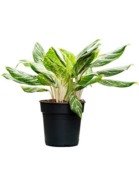 Aglaonema 'Madonna'