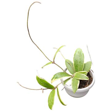 Hoya acuta 'Variegata'