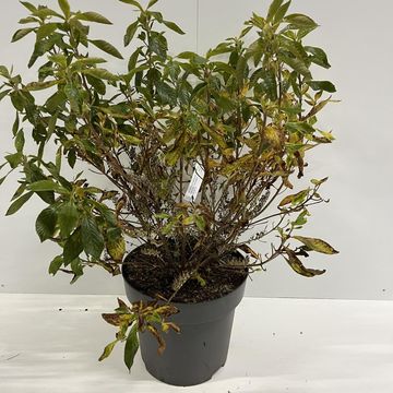 Clethra alnifolia 'Hummingbird'