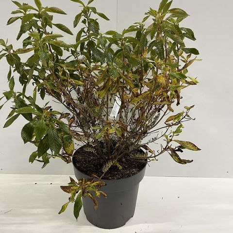 Clethra alnifolia 'Hummingbird'